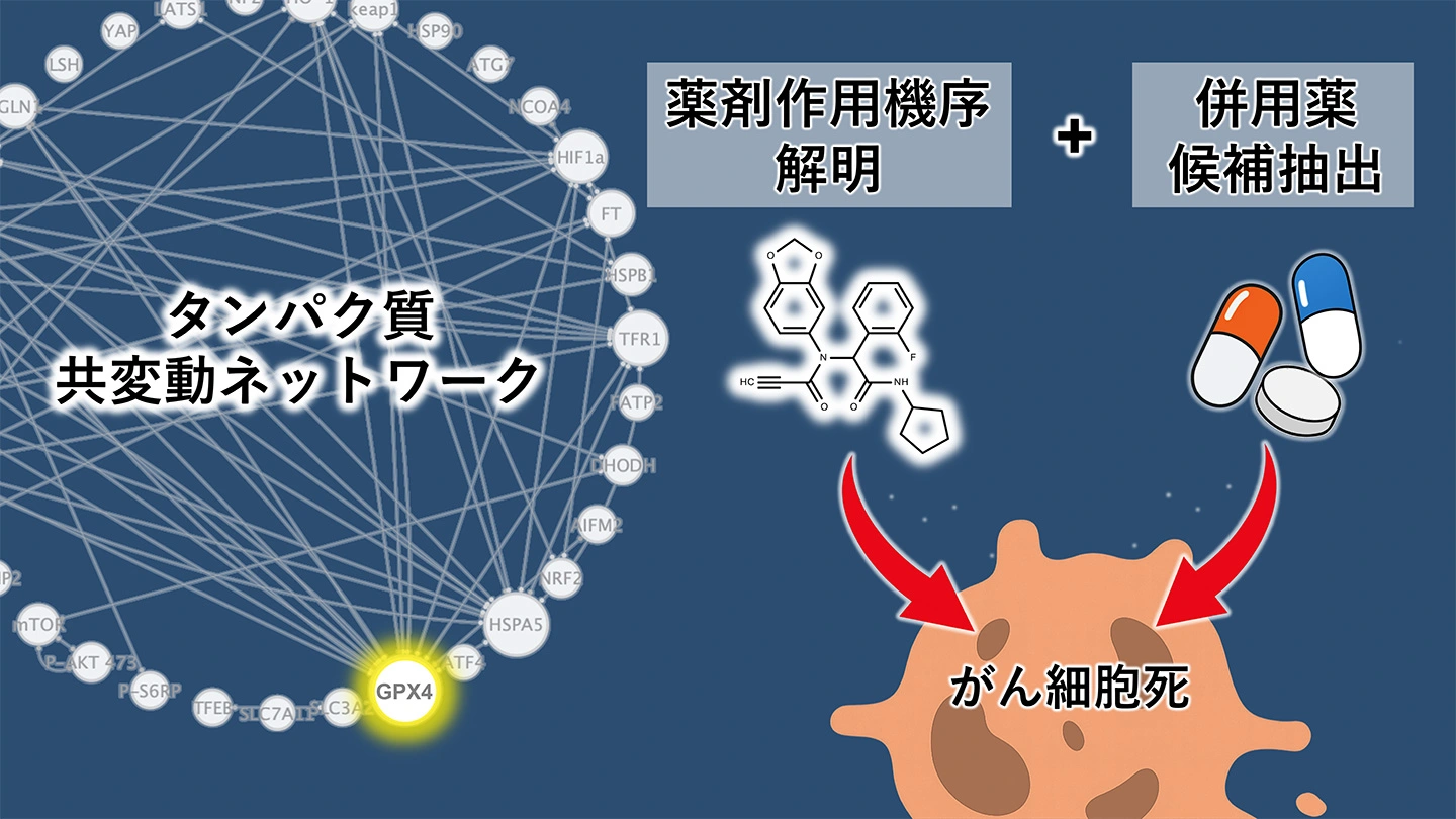 タンパク質共変動ネットワーク