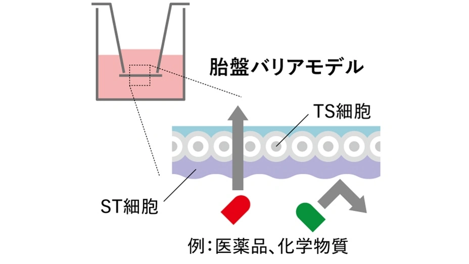 シート状の胎盤バリアモデルを用いた物質透過性の評価方法