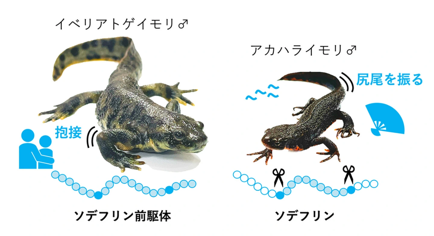 アカハライモリとイベリアトゲイモリの違い