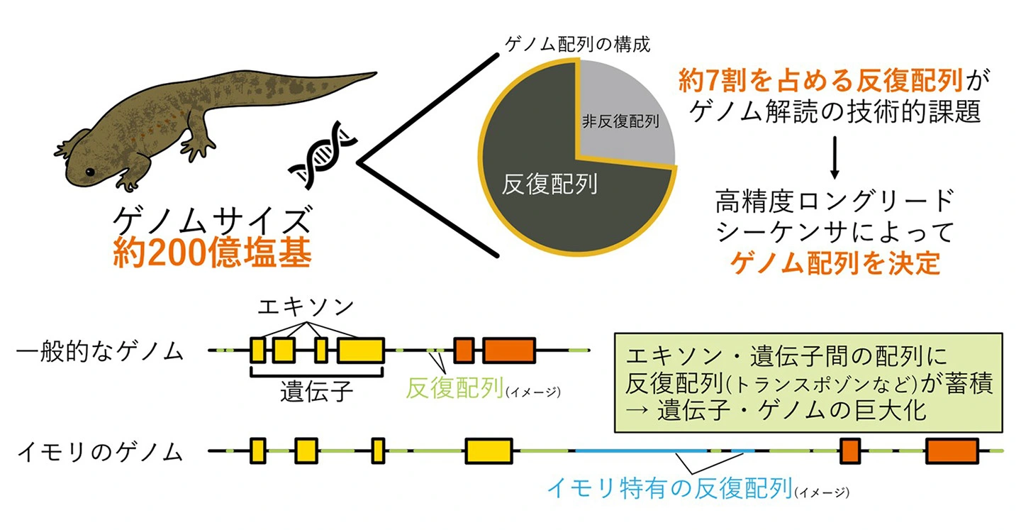 イモリ特有の反復配列