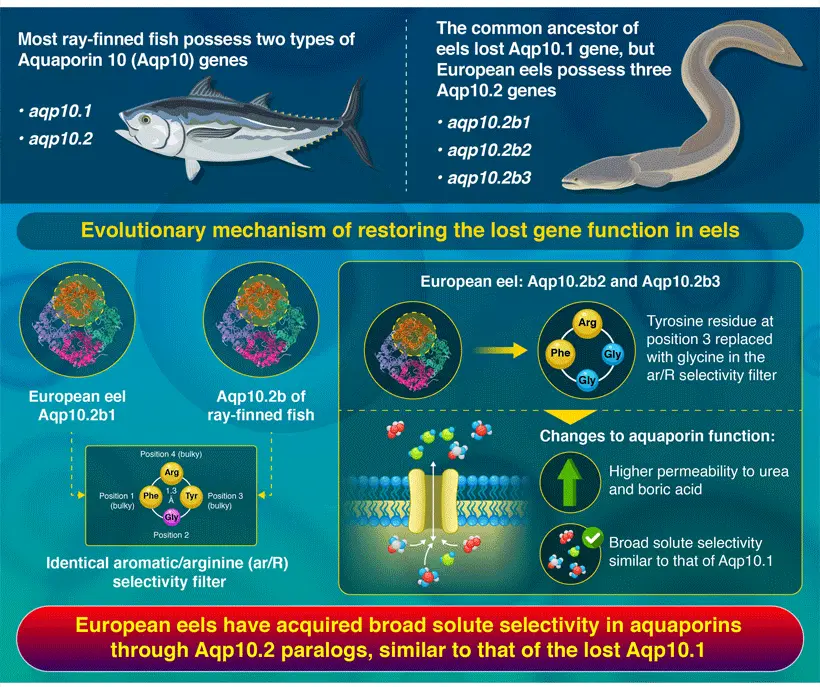 Aquaporin Gene Duplication and Mutation in European Eels