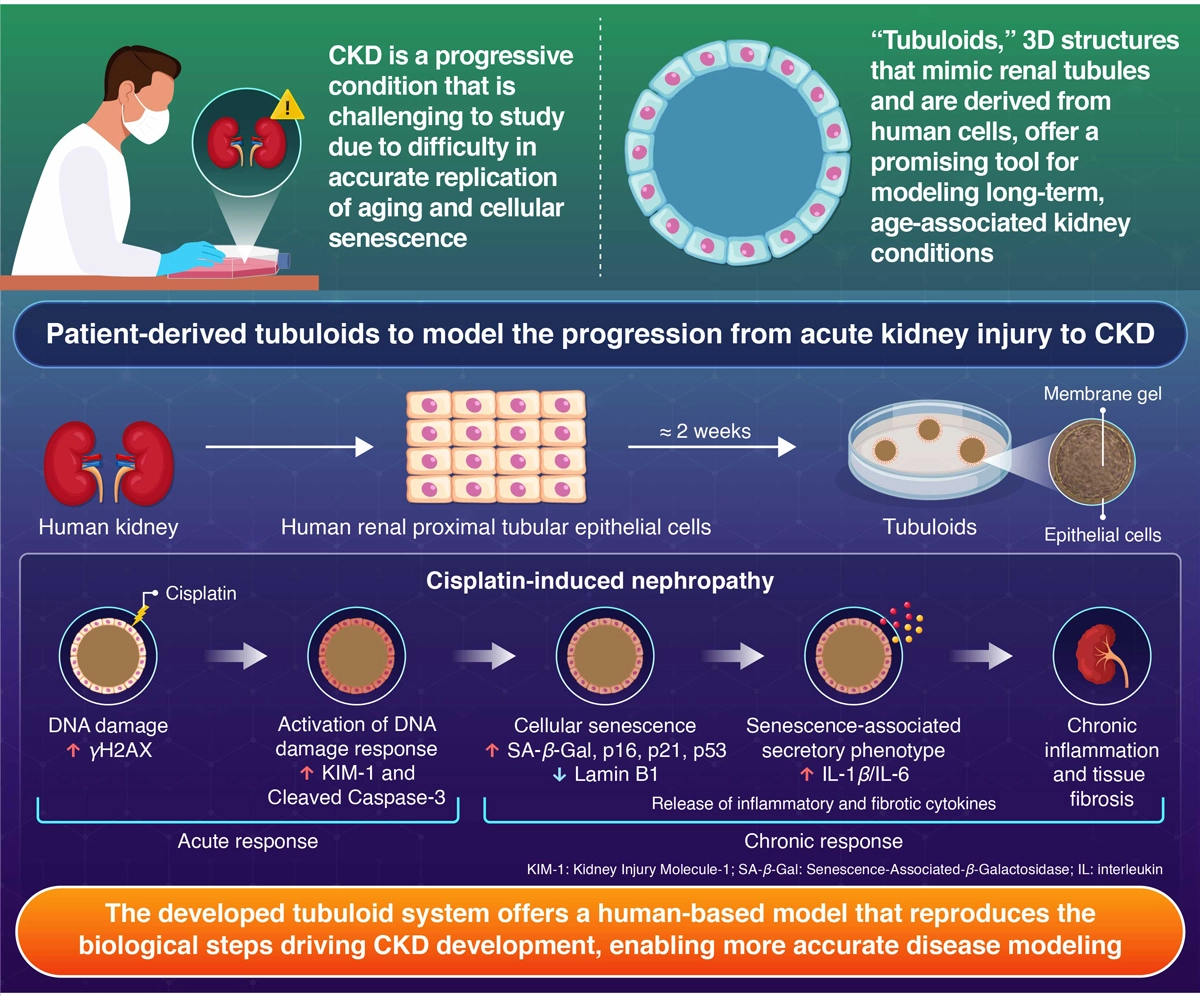 A Human Kidney Tubuloid Model of Repeated Cisplatin-Induced Cellular Senescence and Fibrosis for Drug Screening