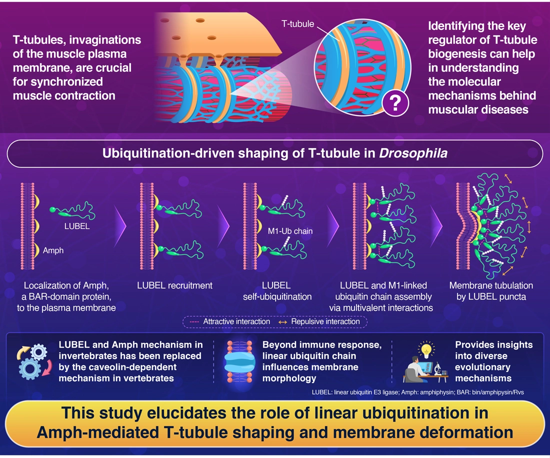 Linear Ubiquitination in Transverse tubule (T-tubule) Formation and Membrane Remodeling