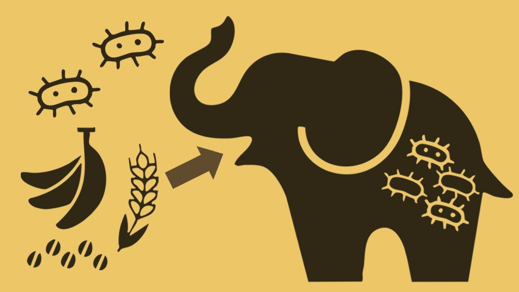 Exploring how gut bacteria alter the flavor of Black Ivory coffee beans