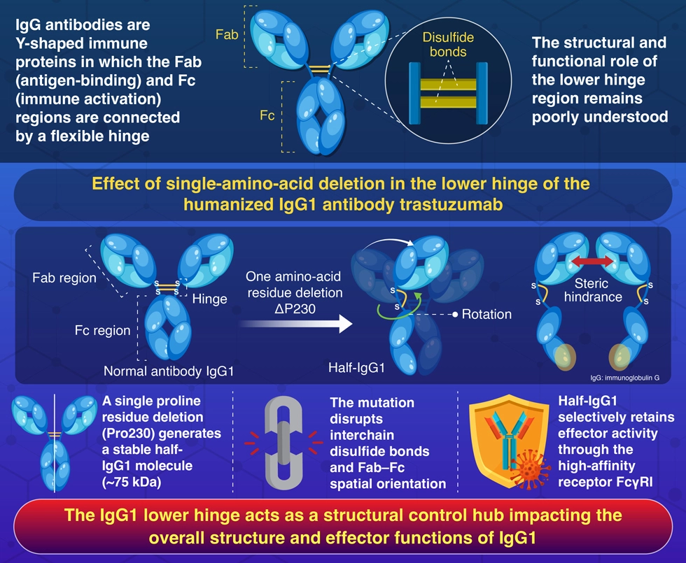 Scientists identify the antibody's hinge as a structural "control hub"