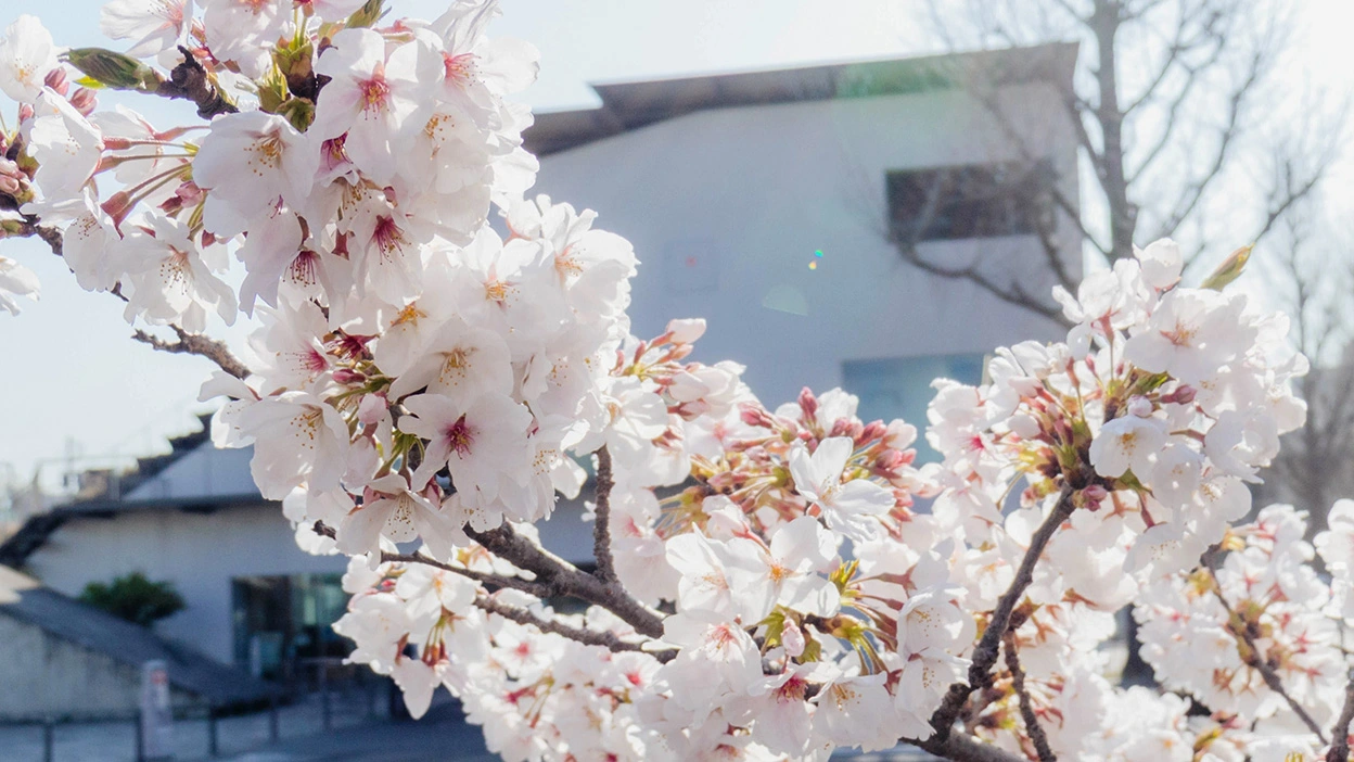 大岡山キャンパスの桜