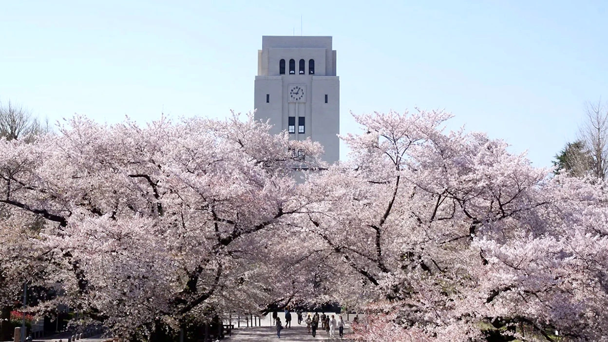大岡山キャンパスの桜