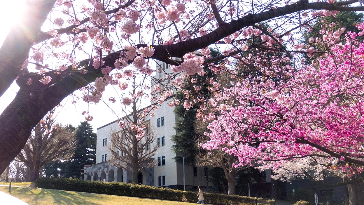 大岡山キャンパスの桜