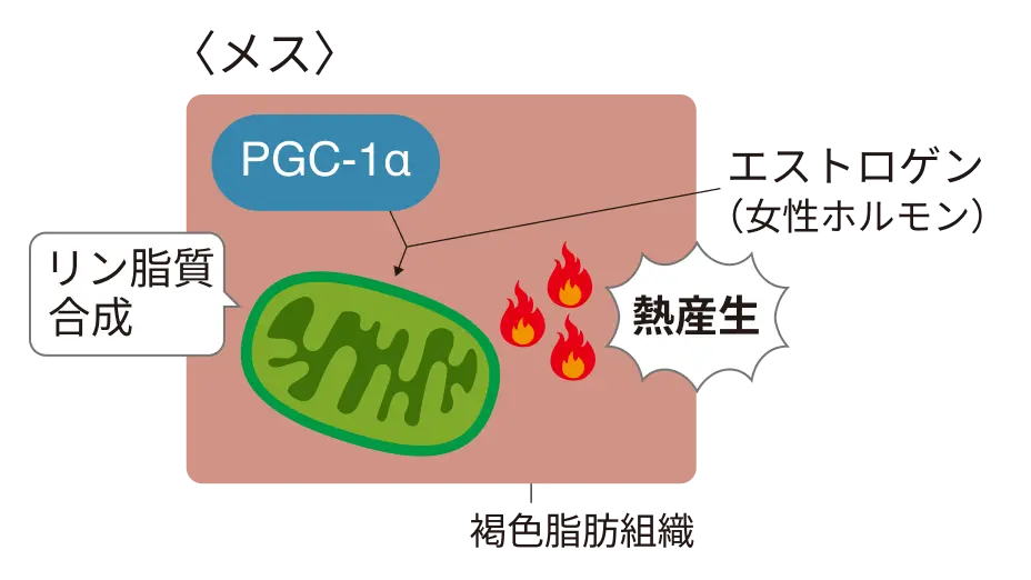 （右）オス・メスで異なる褐色脂肪組織によるカロリー消費　メス