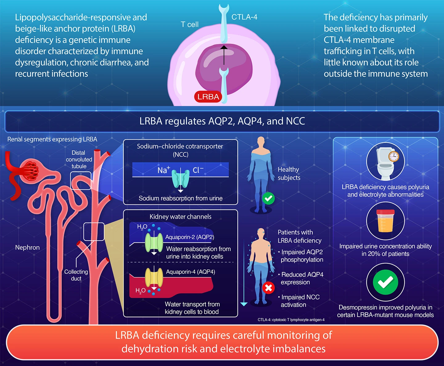 LRBA Organizes Distinct Vesicular Trafficking Systems in Distal Nephron Segments for Water and Sodium Conservation