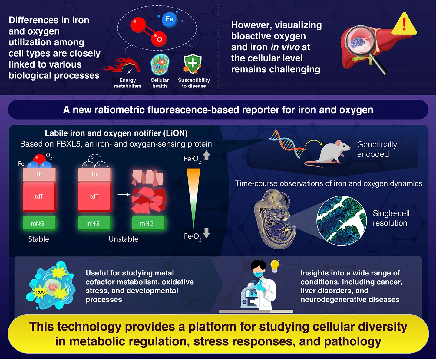 In Vivo Visualization of Bioactive Iron and Oxygen Using LiON,  the Labile Iron and Oxygen Notifier