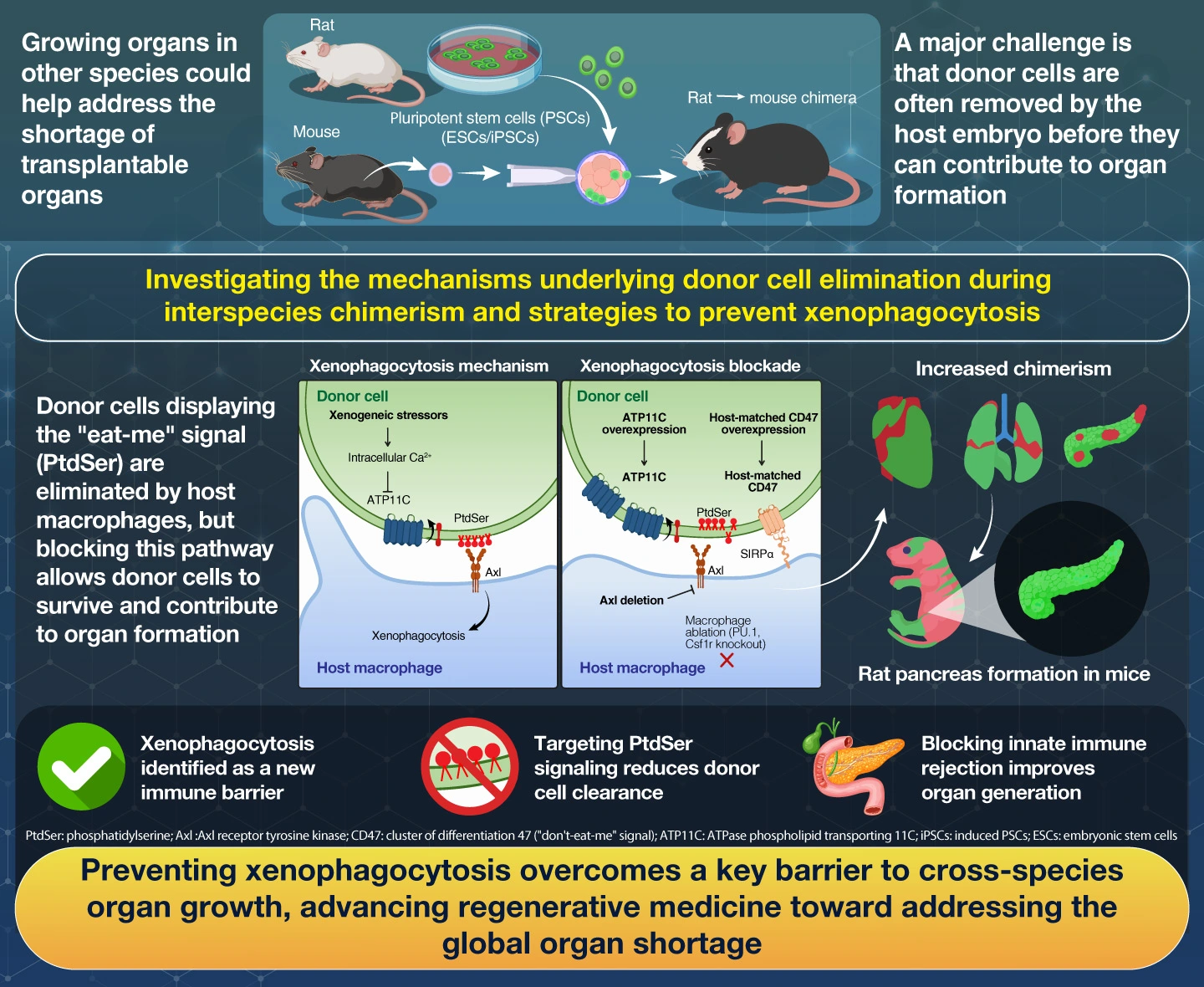 Xenophagocytosis Blockade Enhances Interspecies Chimerism
