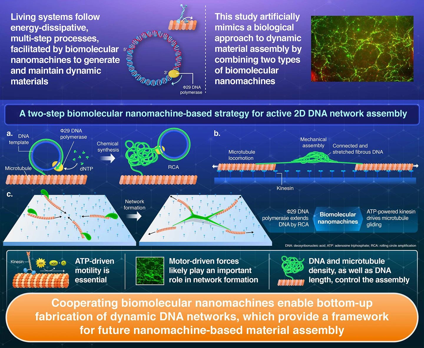 Bottom-Up Synthesis and Active Assembly of DNA Networks by Biomolecular Nanomachines