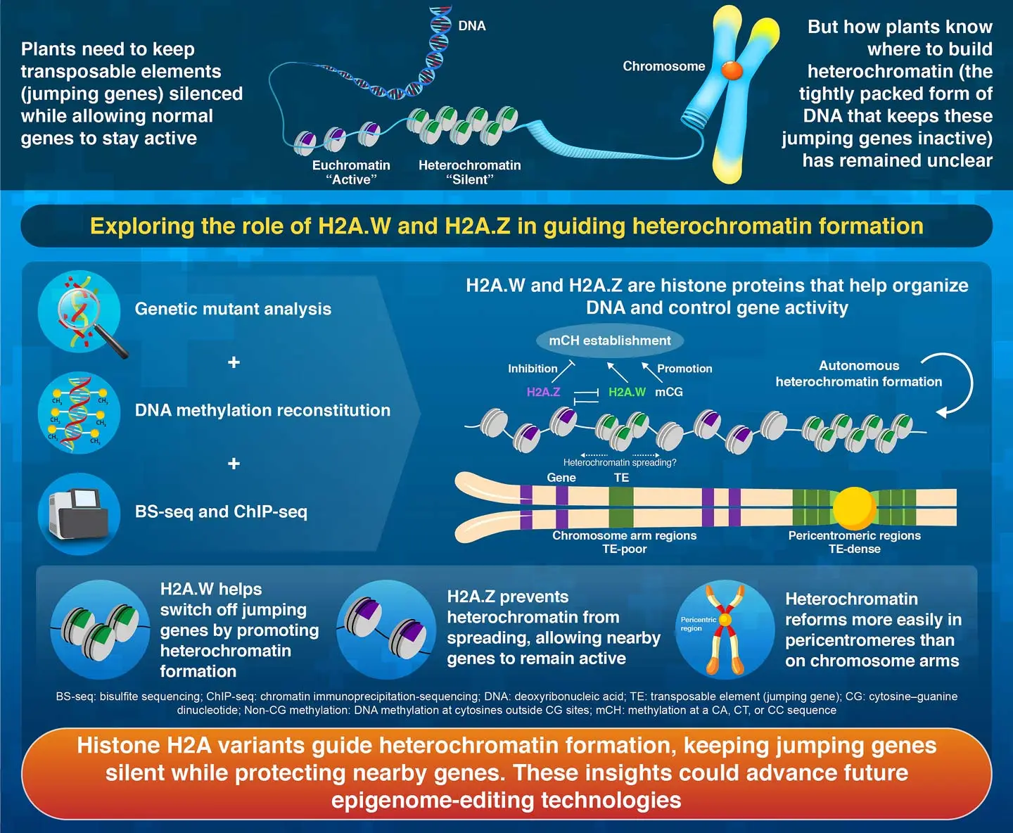 Antagonistic Histone H2A Variants and Autonomous Heterochromatin Formation Shape Epigenomic Patterns in Arabidopsis