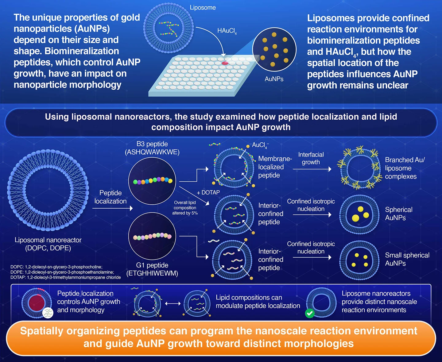 Programming Nanoscale Reaction Environments via Peptide Localization for Gold Nanoparticle Growth in Liposomal Nanoreactors
