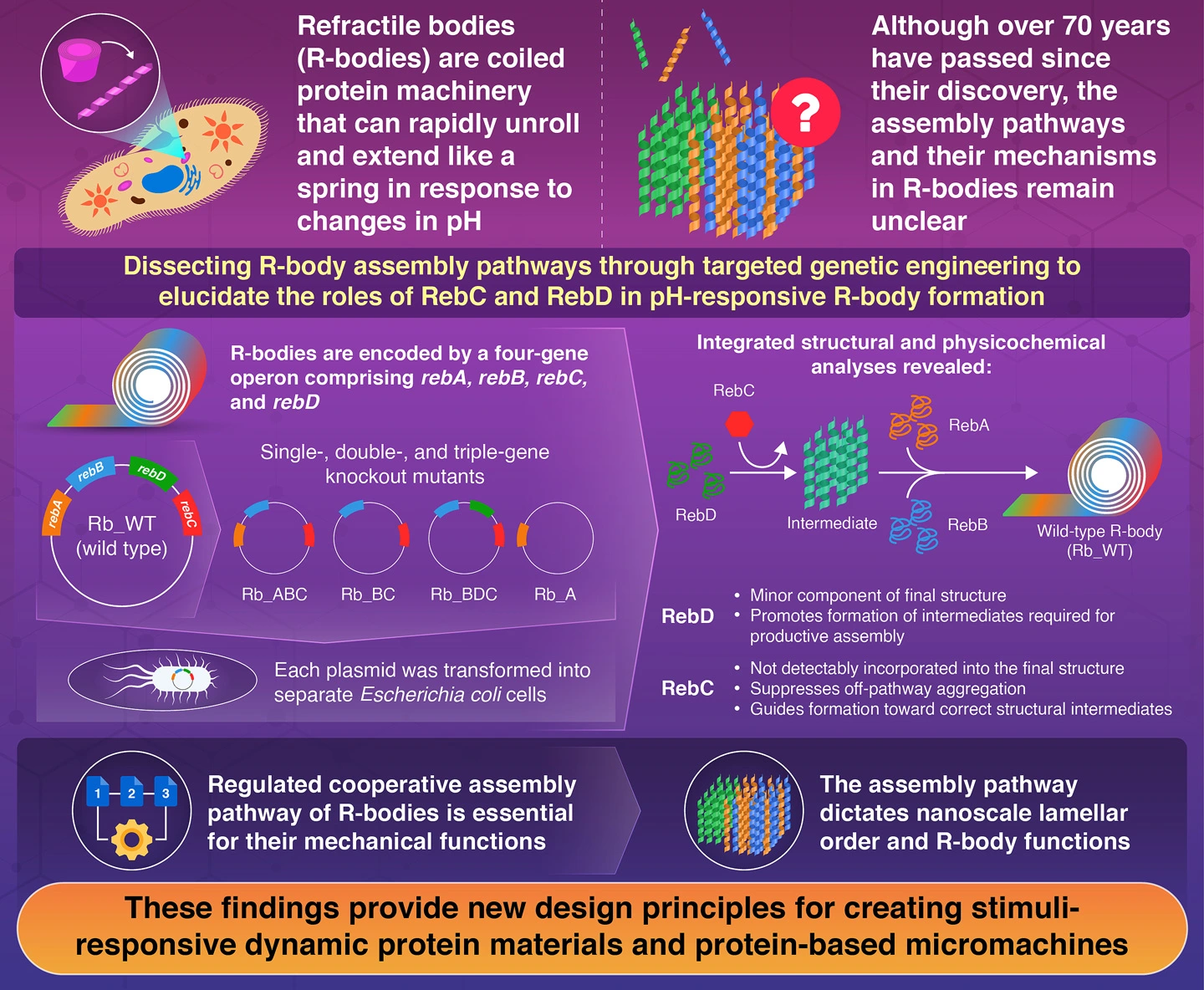 Assembly-Pathway Regulation Dictates pH-Responsive Actuation in the R-body Protein Machinery