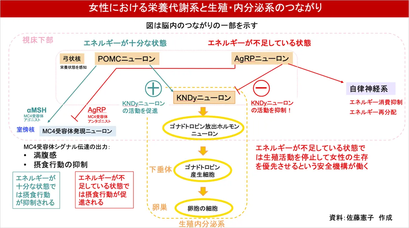 スライド：女性における栄養代謝系と生殖・内分泌系のつながり