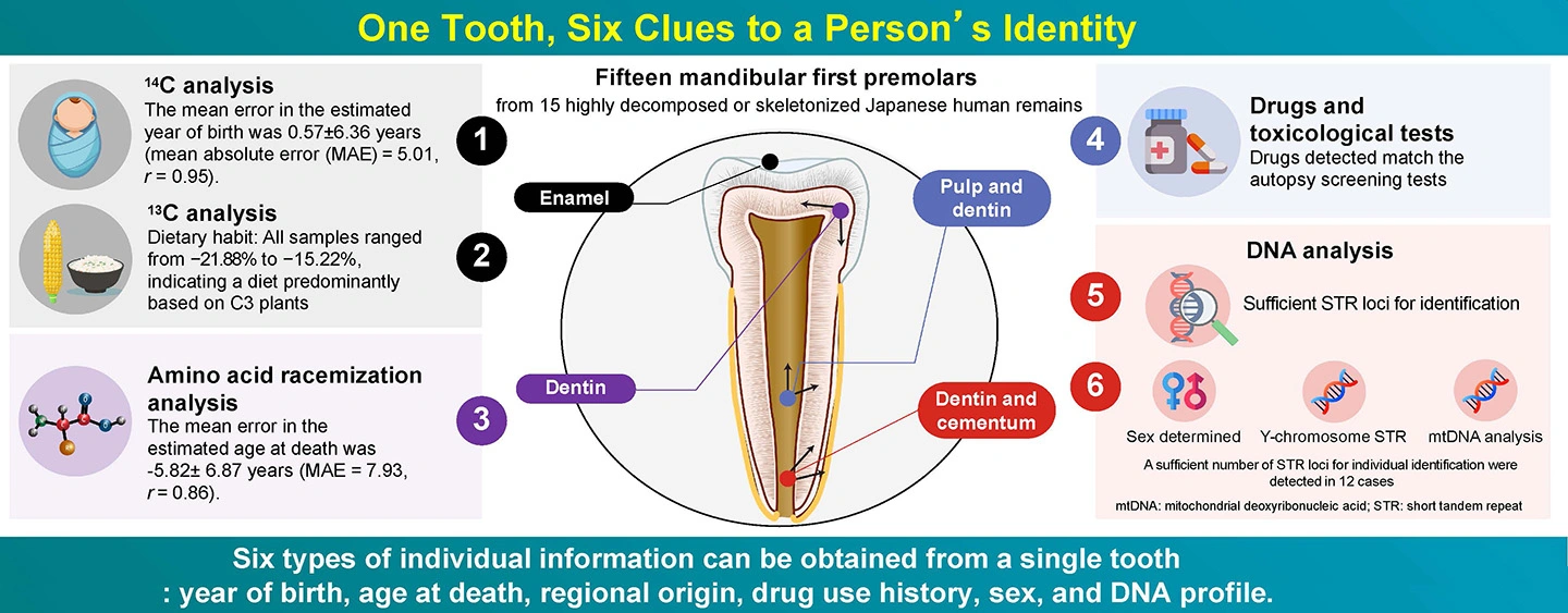 Multiple forensic insights for human identification using single teeth with applicability to advanced postmortem remains