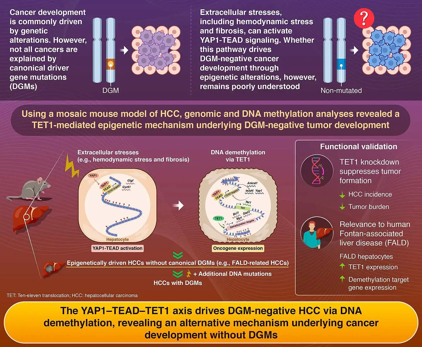 YAP1 induces hepatocellular carcinoma via DNA demethylation rather than by canonical driver gene mutations